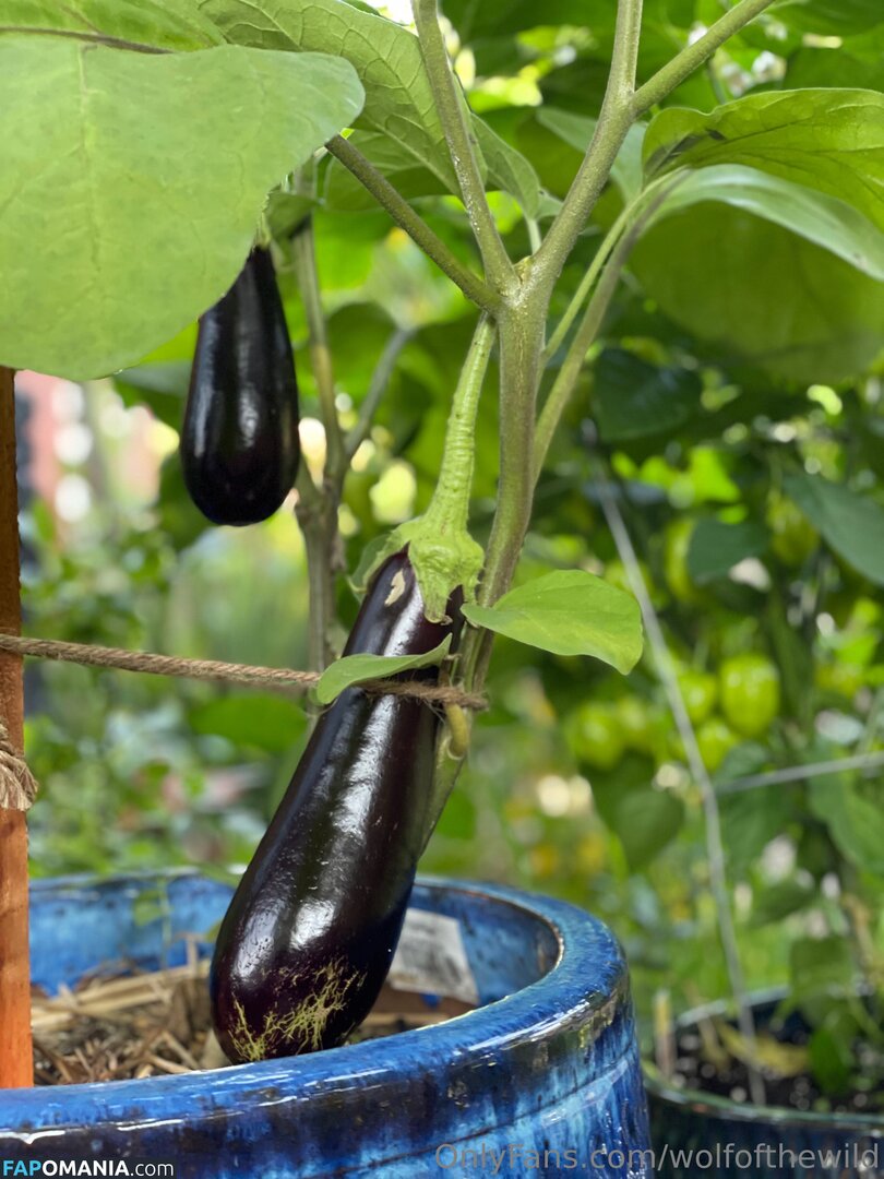 wolfofthewild / wolfofthewildd Naken OnlyFans  Läckta Foto #7