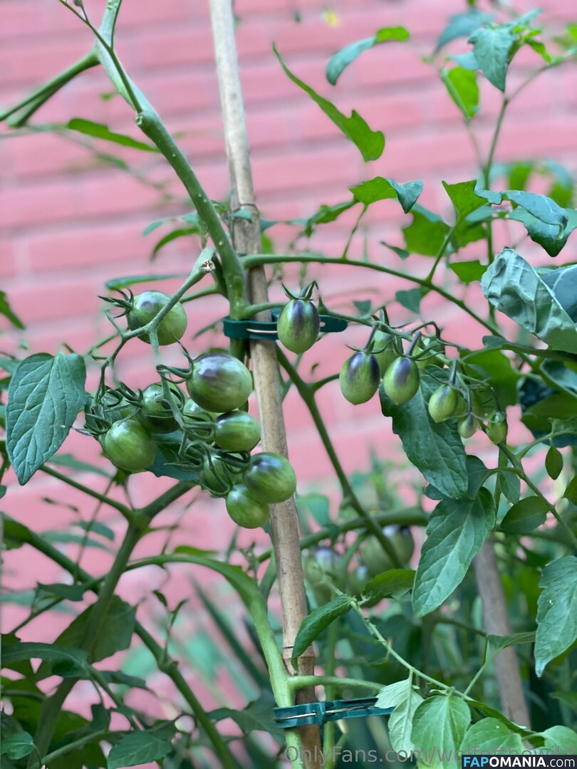 wolfofthewild / wolfofthewildd Naken OnlyFans  Läckta Foto #9