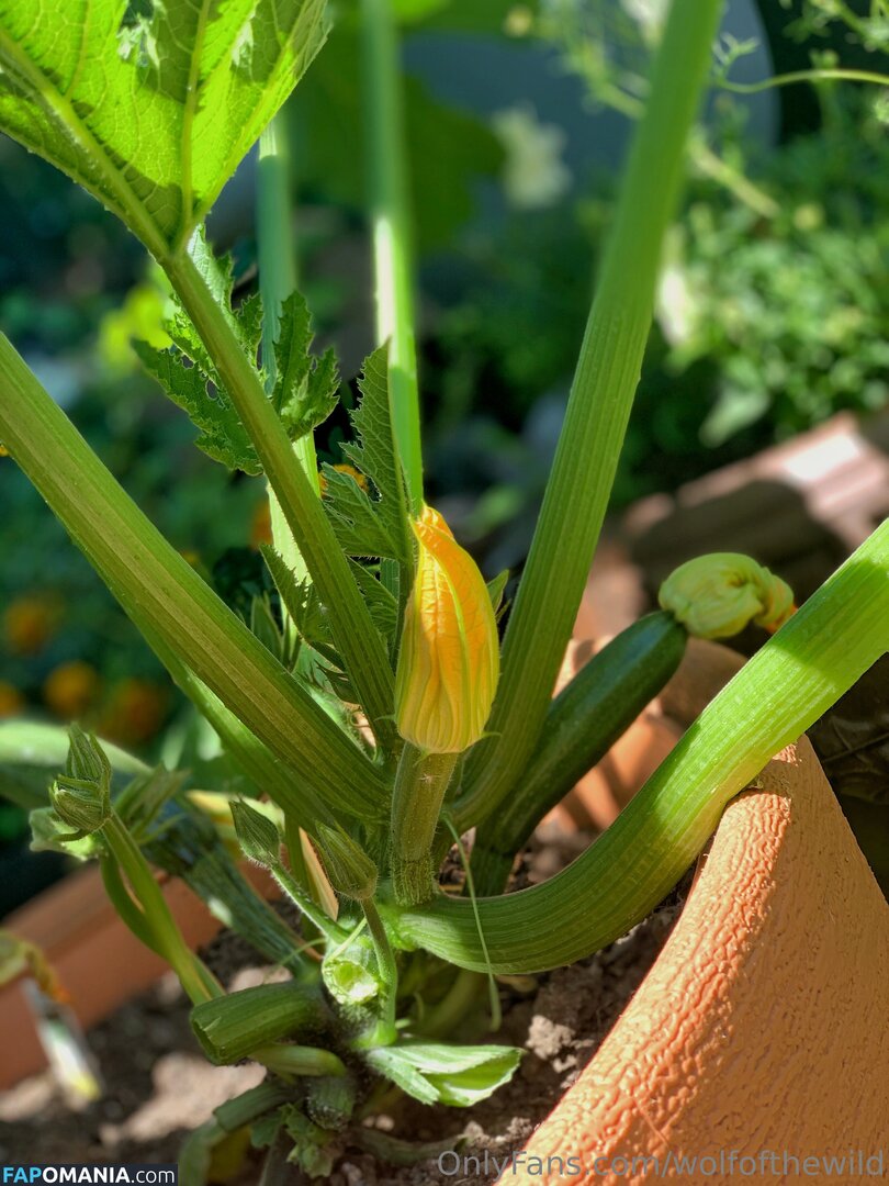 wolfofthewild / wolfofthewildd Naken OnlyFans  Läckta Foto #14